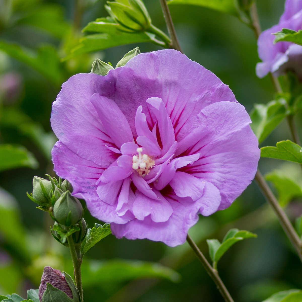 Hibiscus 'Ardens' Double Violet Althea Flowering Shrub, 3 or 5