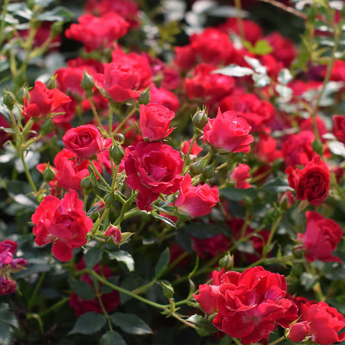 Drift Bareroot Rose Bush, 2-pack