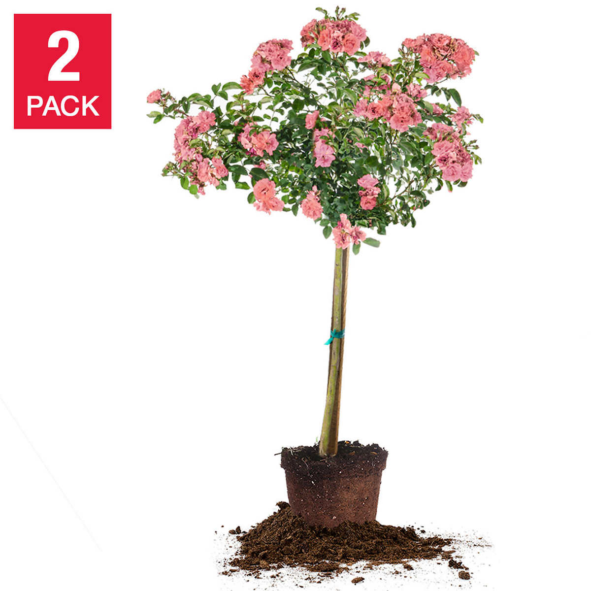 Peach Drift Rose Tree 5 Gallon 2 pack Costco