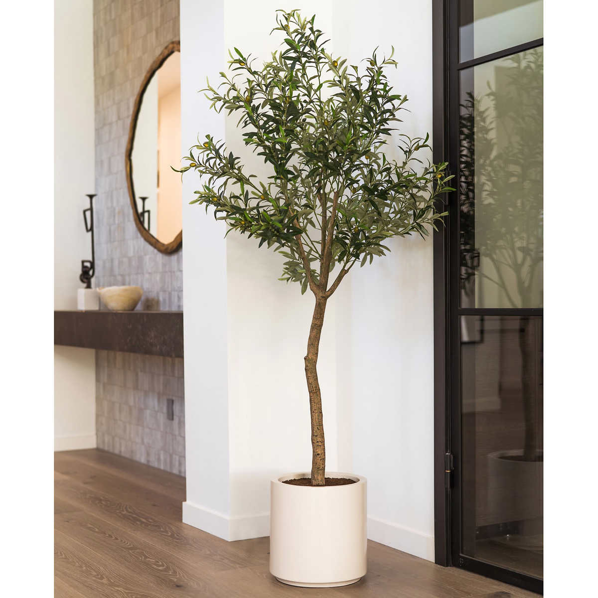 Indoor Olive Tree For sale: Full Care Guide & Plant Insights