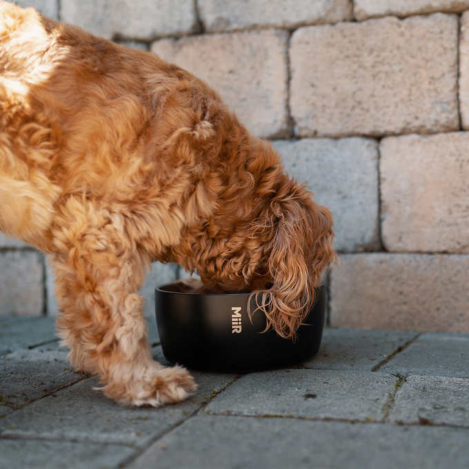 MiiR 50oz Dog Bowl, 2-pack | Costco