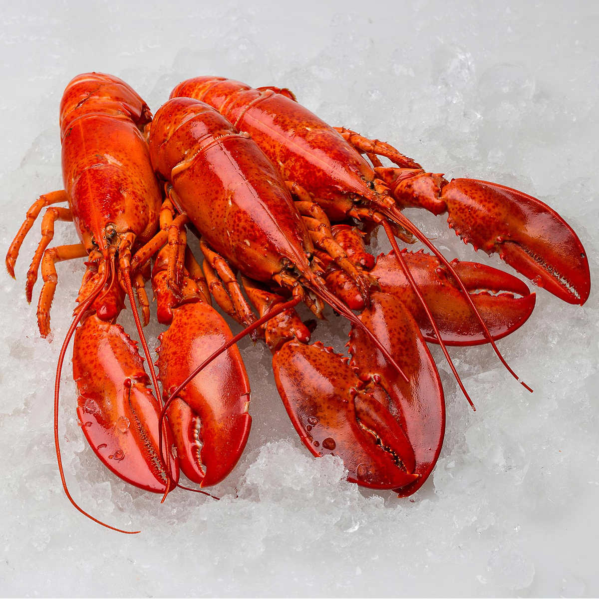 Wild Small Steamed Lobsters