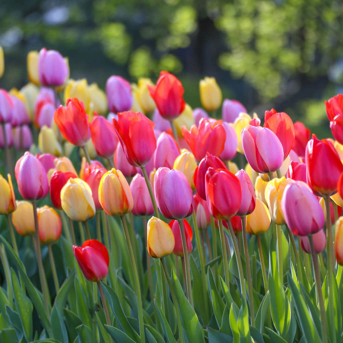 Blooming costs to impact tulip count