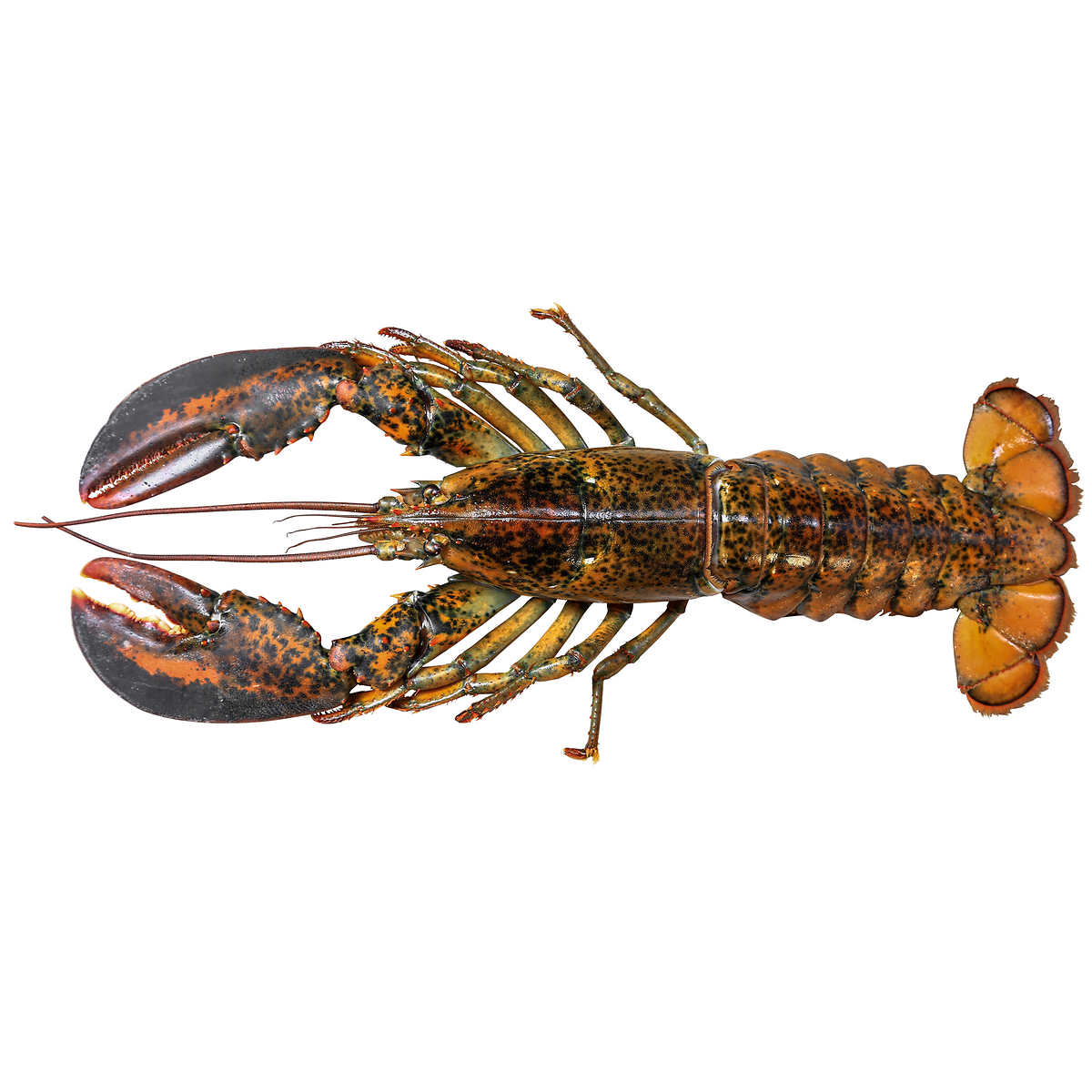 Fresh Maine Lobster; The Healthiest Protein in Town