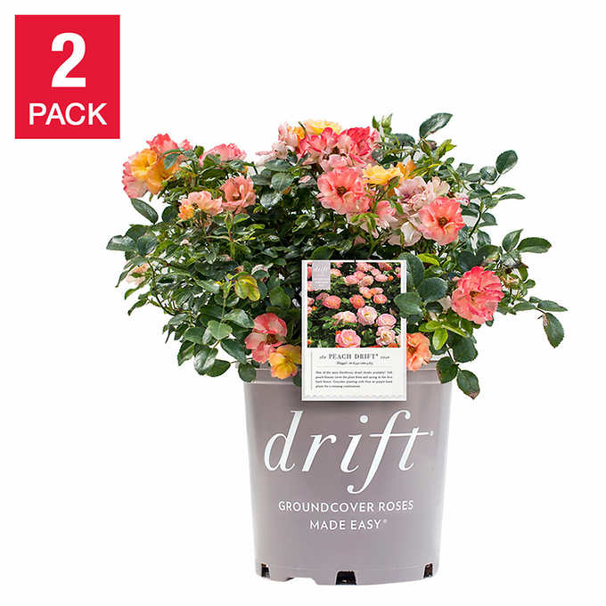 Drift Rose Bush 3 Gal. 2-pack