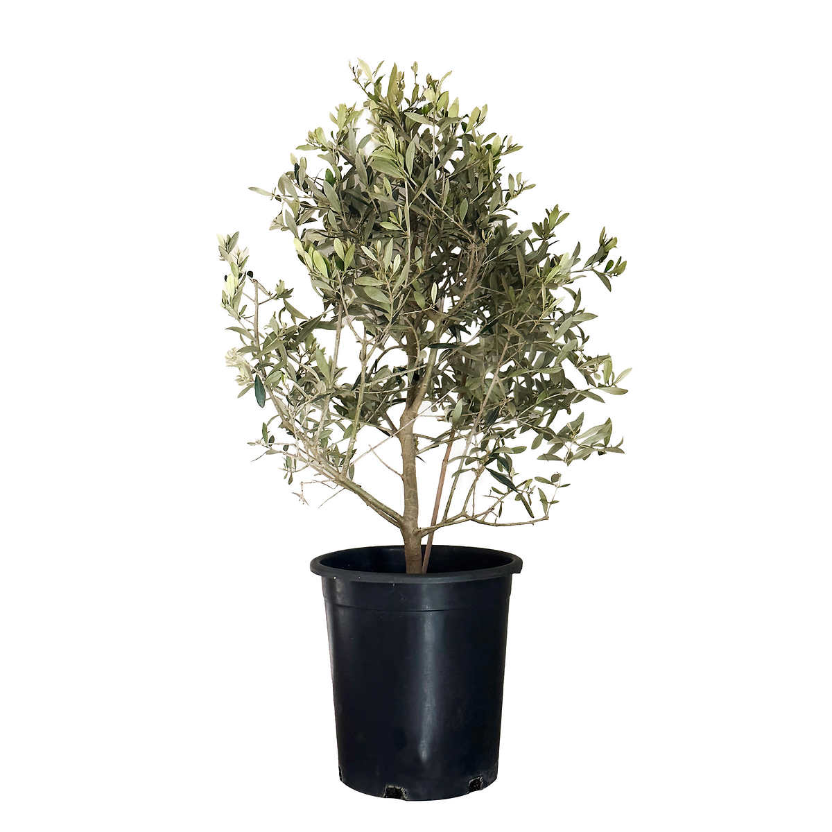 Alder & Oak® Fruitless Olive Multi Branch