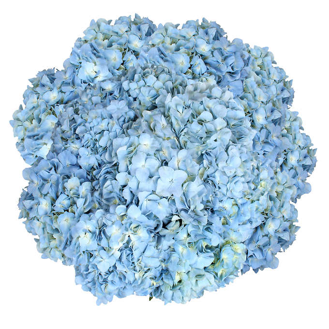 Hydrangea 30 Stems Costco