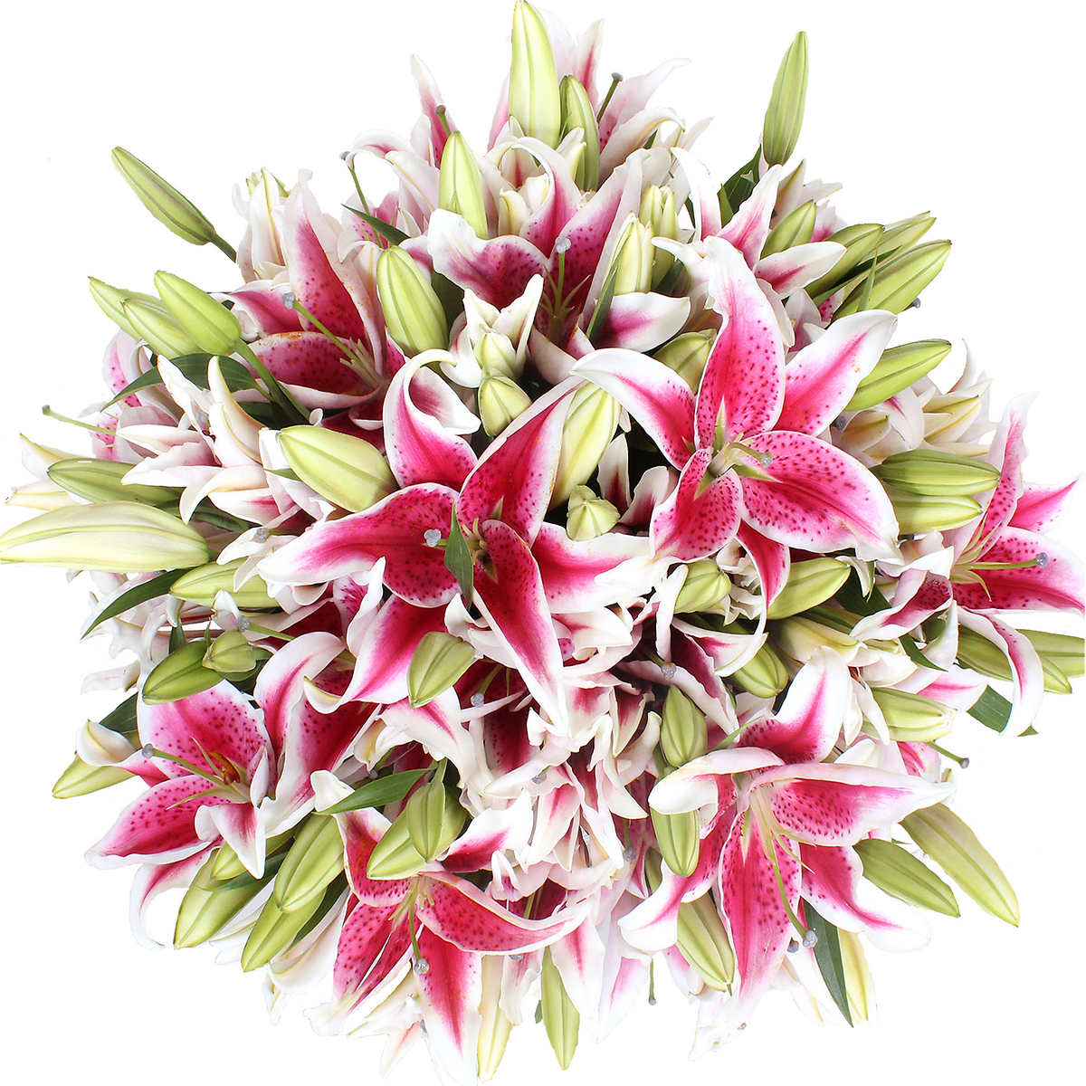 Oriental Lily 50 Stems Costco