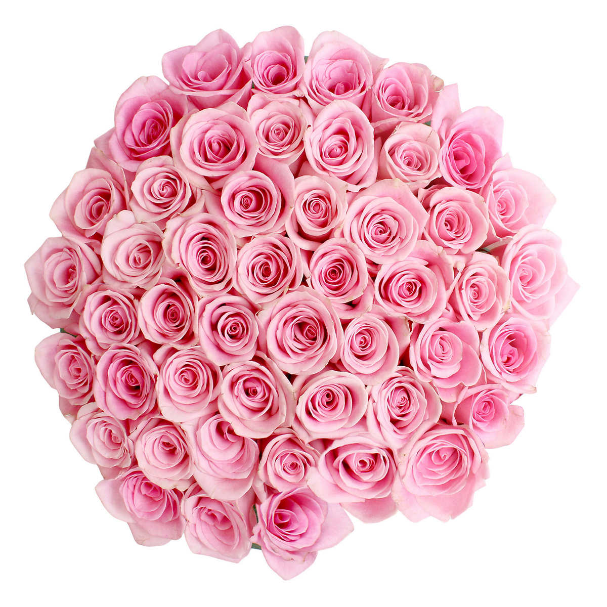 Roses, 48 Stems - Pink