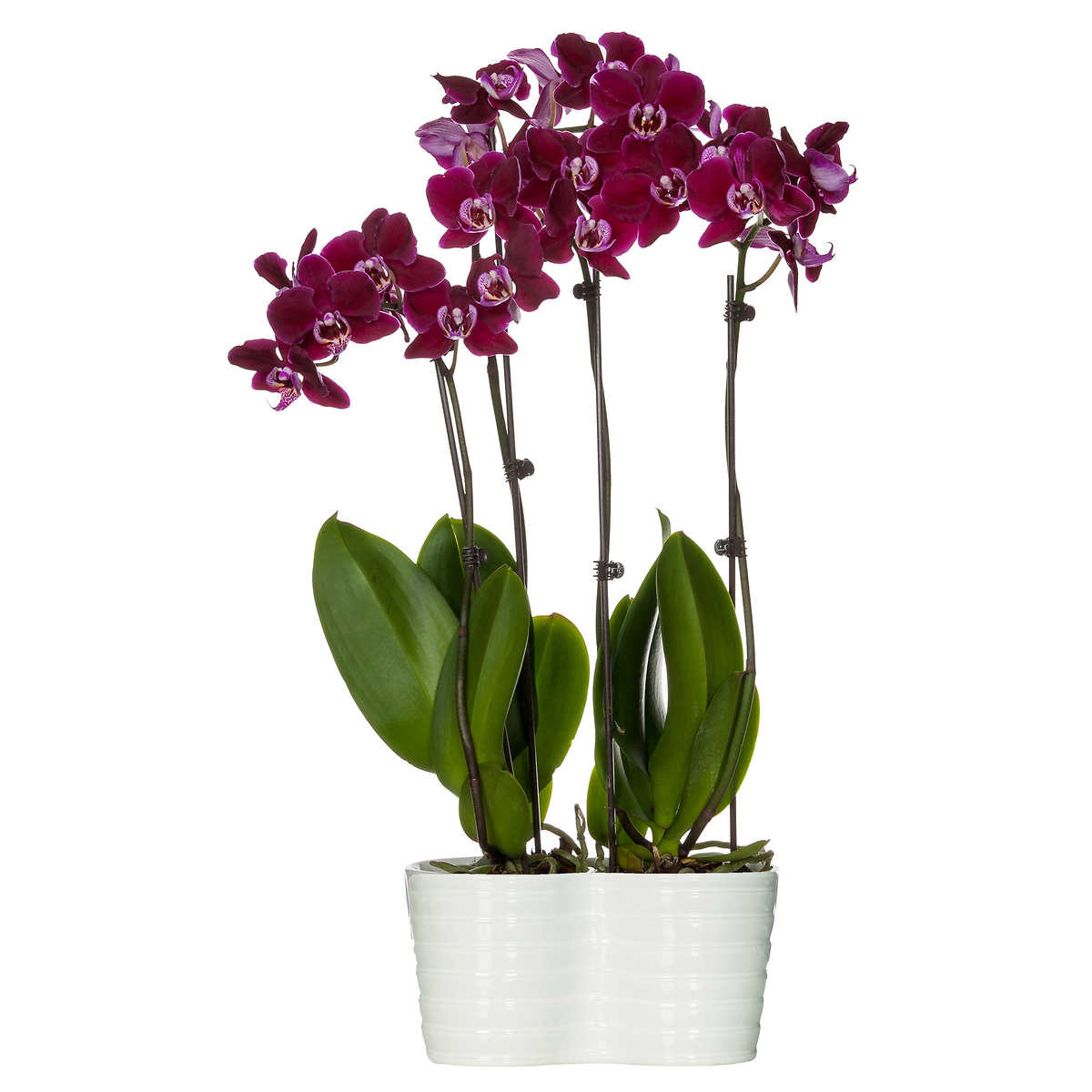 Details about   orchid plants for sale 