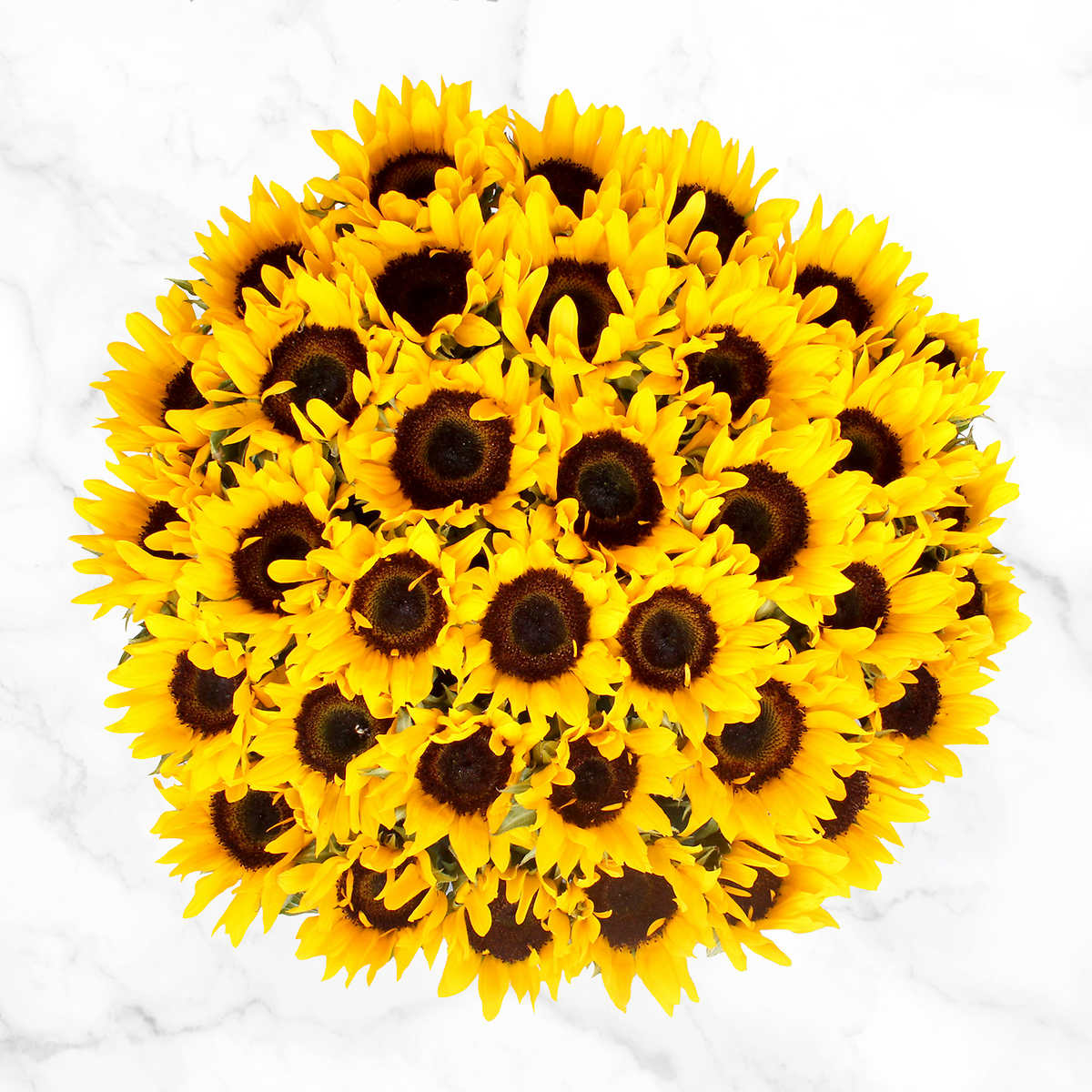 Tumbler Care Cards (Sunflower)